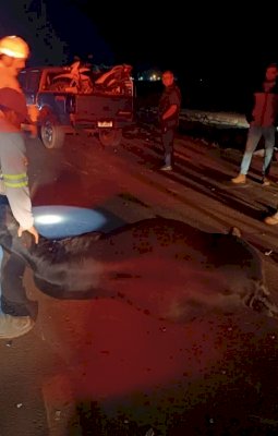 Acidente envolvendo uma caminhonete na BR - 163, deixa seis animais mortos
