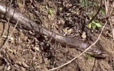 Pescadores registram sucuri ‘gigante’ em barranco do Rio Miranda em MS