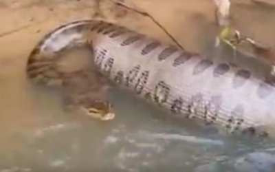 Pescadores flagram sucuri de “barriga cheia” às margens do rio Aquidauana