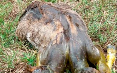 Raro e curioso, bezerro nasce com duas cabeças em fazenda de MS