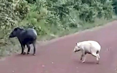 Vídeo mostra filhote albino de espécie ameaçada de extinção em MS