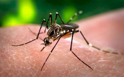 Mulher morre no HV com suspeita de dengue hemorrágica
