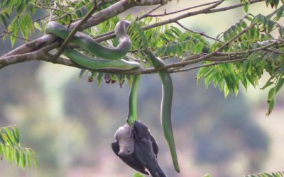 Observador registra predação de cobra-verde a sanhaçu-cinzento