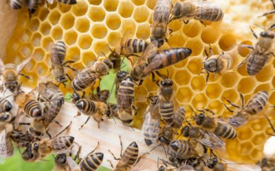 Uso de agrotóxicos em lavouras ameaça abelhas