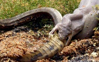 Píton engole crocodilo inteiro na Austrália
