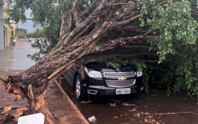 Ventos chegam a 87,12 km/h e causam quedas de árvores e destelhamentos em MS