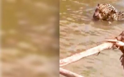 VÍDEO: Pescador salva onça-pintada presa em anzol do rio Miranda