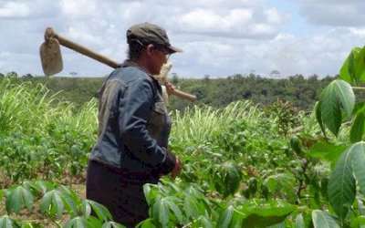 Estudo aponta que trabalhadores de lavouras de frutas vivem na pobreza