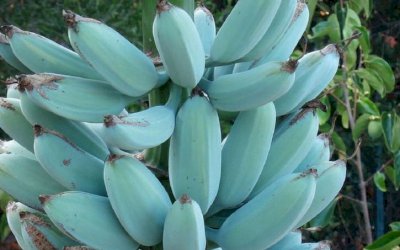 Conheça a banana azul: com textura de sorvete e sabor de baunilha