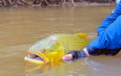 Emenda acaba com cota zero e libera pesca do dourado em Mato Grosso