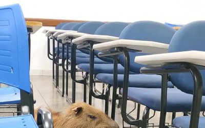 Universitária se depara com capivara ao chegar em sala de aula e faz selfie para colegas: 'Aluno novo galera'