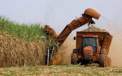 Cade aprova compra pela Raízen de unidade agrícola da NovAmérica