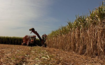 Ivinhema está entre os 10 primeiros municípios no ranking do Brasil em produção de cana-de-açúcar