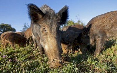 Espécie de javali avança sobre colheitas e causa estragos na agricultura