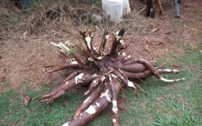 Produtor colhe 60 kg de mandioca em um único pé; veja o vídeo