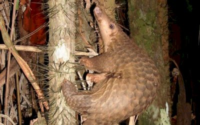 Pangolim pode ser a espécie que levou coronavírus aos humanos, aponta estudo