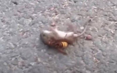 Vídeo mostra vespa 'assassina', que chegou aos EUA, matando rato em menos de um minuto