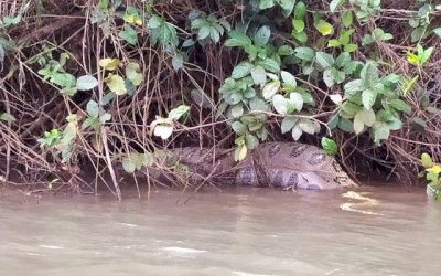 Motorista flagra sucuri de 5 metros que engoliu capivara às margens de rio em MS