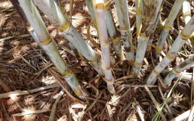 Embrapa Agroenergia e a PangeiaBiotech buscam parcerias para colocar no mercado a nova variedade de cana BtRR resistente à broca e ao glifosato