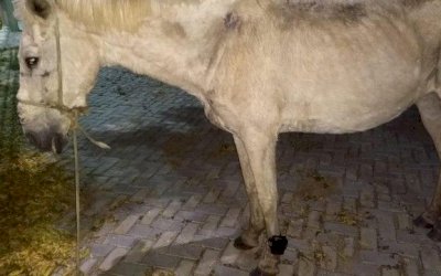 Cavalo é encontrado com tornozeleira eletrônica