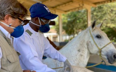 Covid-19: soro produzido por cavalo têm anticorpos potentes contra o vírus