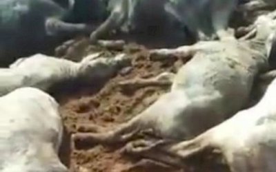 Tragédia: raio mata pecuarista e pelo menos 30 animais no Paraná