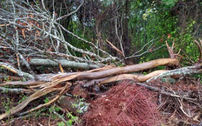 Polícia Militar Ambiental de Anaurilândia autua infrator em R$ 6 mil por desmatamento ilegal de vegetação protegida para plantio de lavoura