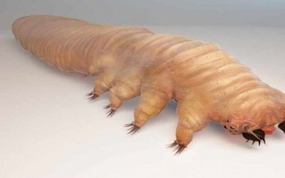 Este bichinho feio habita em nosso corpo e você nem imagina aonde