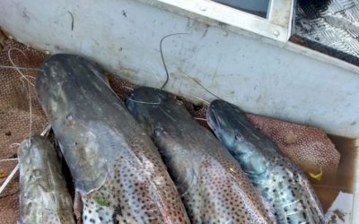 Polícia Militar Ambiental localiza e autua um pescador e autuará outro que divulgaram vídeo e fotos nas redes sociais praticando pesca predatória