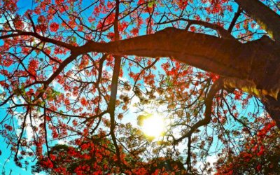Previsão é de sol entre nuvens e máxima de 30°C para esta sexta-feira