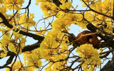 Quarta-feira de sol e umidade do ar em queda