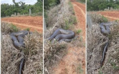 Sucuri de 8 metros é flagrada em estrada de fazenda de MS