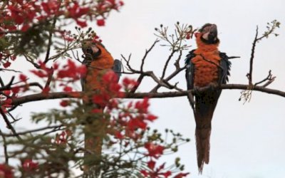 Massa de ar polar mantém tempo instável e temperaturas na casa dos 30°C em MS