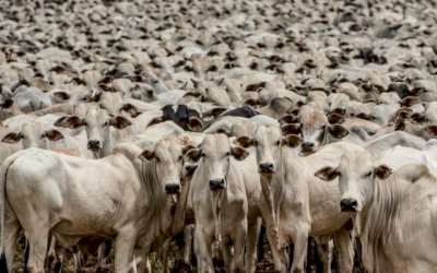 Bezerro sobe mais do que o boi gordo e aperta situação do pecuarista