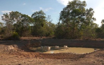 Agonia: pecuaristas do Pantanal correm contra o tempo para salvar rebanho da seca