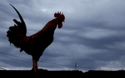Domingo chuvoso com temperaturas amenas