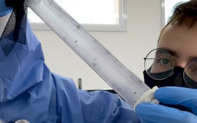 Mosquitos 'Aedes aegypti' com bactéria Wolbachia começam a ser soltos em MS; expectativa é reduzir dengue e outras doenças