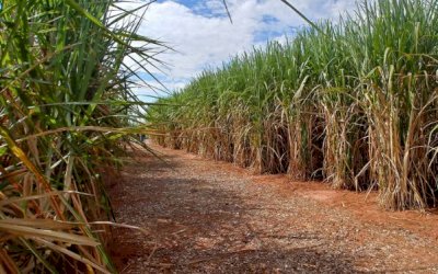 Uso de fungicida pode aumentar produtividade do canavial entre 10 e 20 toneladas por hectare. Mas não é qualquer fungicida