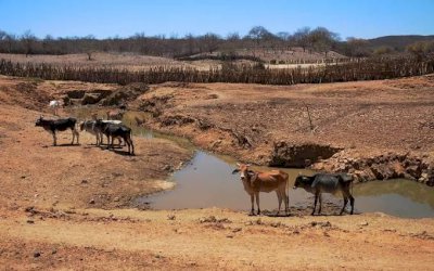 Beber água suja pode frear a engorda do boi em até 90 g por dia