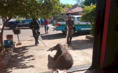 Polícia Militar Ambiental de Miranda captura tamanduá-bandeira dentro de quarto de residência