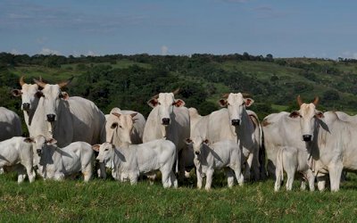 Boi, milho e soja sobem os preços no Brasil