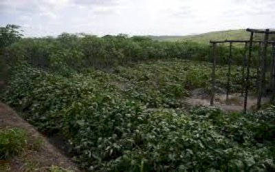 Governo vai auxiliar União na regularização de 30 mil títulos de terra da agricultura familiar em MS