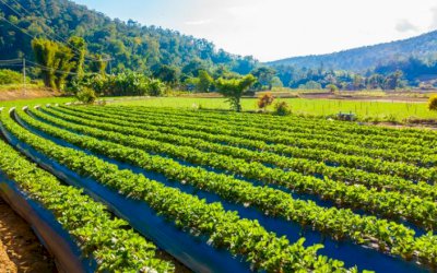Compra e venda irregulares de lotes da reforma agrária podem ser crime