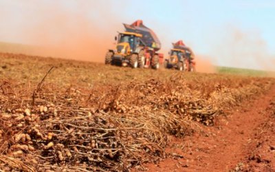 Ital levanta pontos críticos de contaminação por micotoxinas em café, amendoim e cana-de-açúcar para prevenir e reduzir riscos