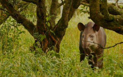 Filhotes gêmeos de anta são descobertos pela 1ª vez na natureza