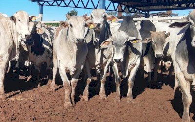 FRIGORÍFICO APERTA A PRESSÃO E PRODUTOR ABRE A PORTEIRA