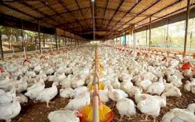 Representantes do setor de carnes alertam para risco de desabastecimento de grãos