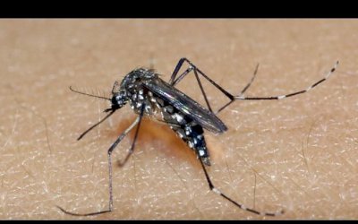 Pessoas que tiveram dengue têm mais chances de ter Covid-19 sintomática