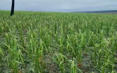 Após estiagem e granizo, produtores avaliam desistir de colher milho, aponta Siga-MS