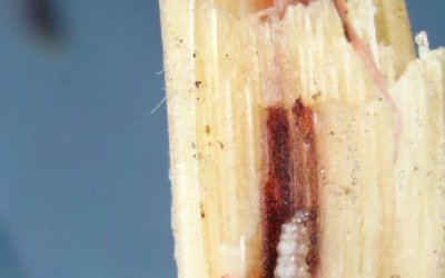 Fungo causador de podridão vermelha “manipula” insetos e plantas para se disseminar nos canaviais